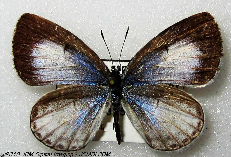 Celastrina argiolus ssp (Georgia)
